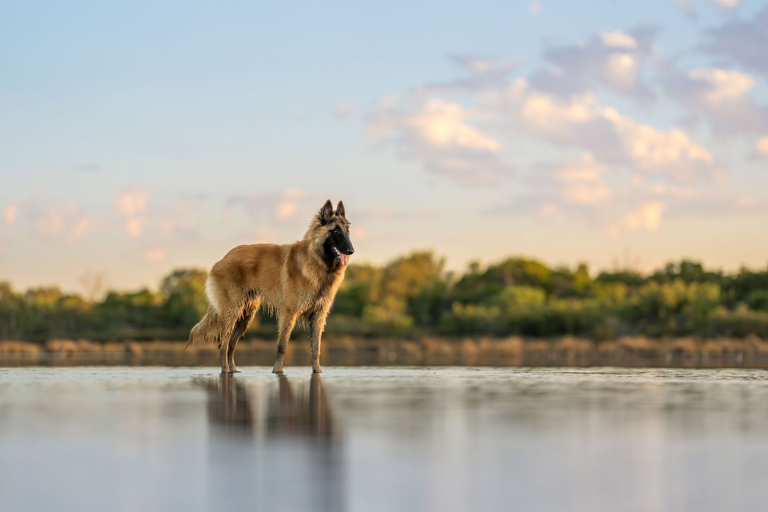 A belgian shepherd stands gracefully in shallow water during sunset, creating a peaceful reflection in the calm lake.