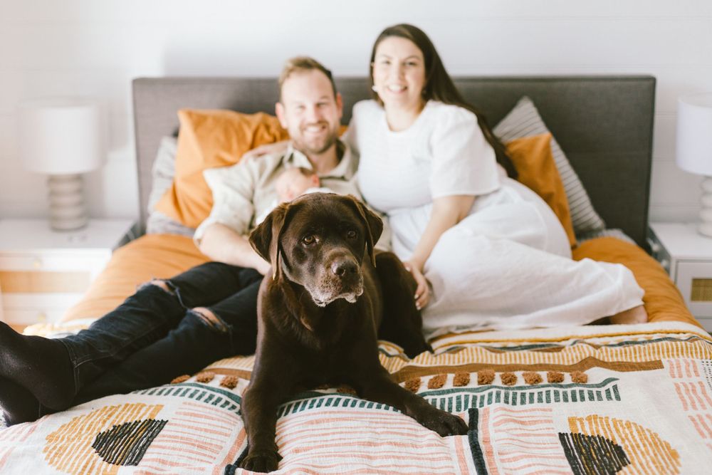Cozy family scene with chocolate labrador on patterned bedspread.