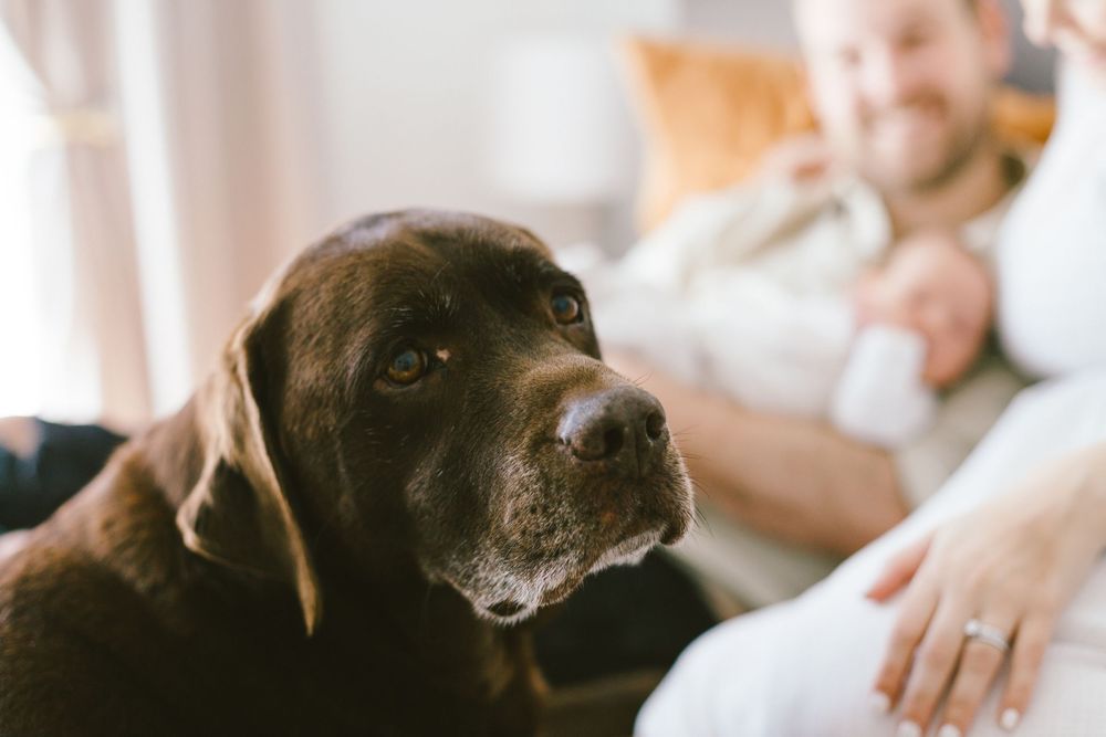Close-up portrait of chocolate labrador with family in soft focus background.
