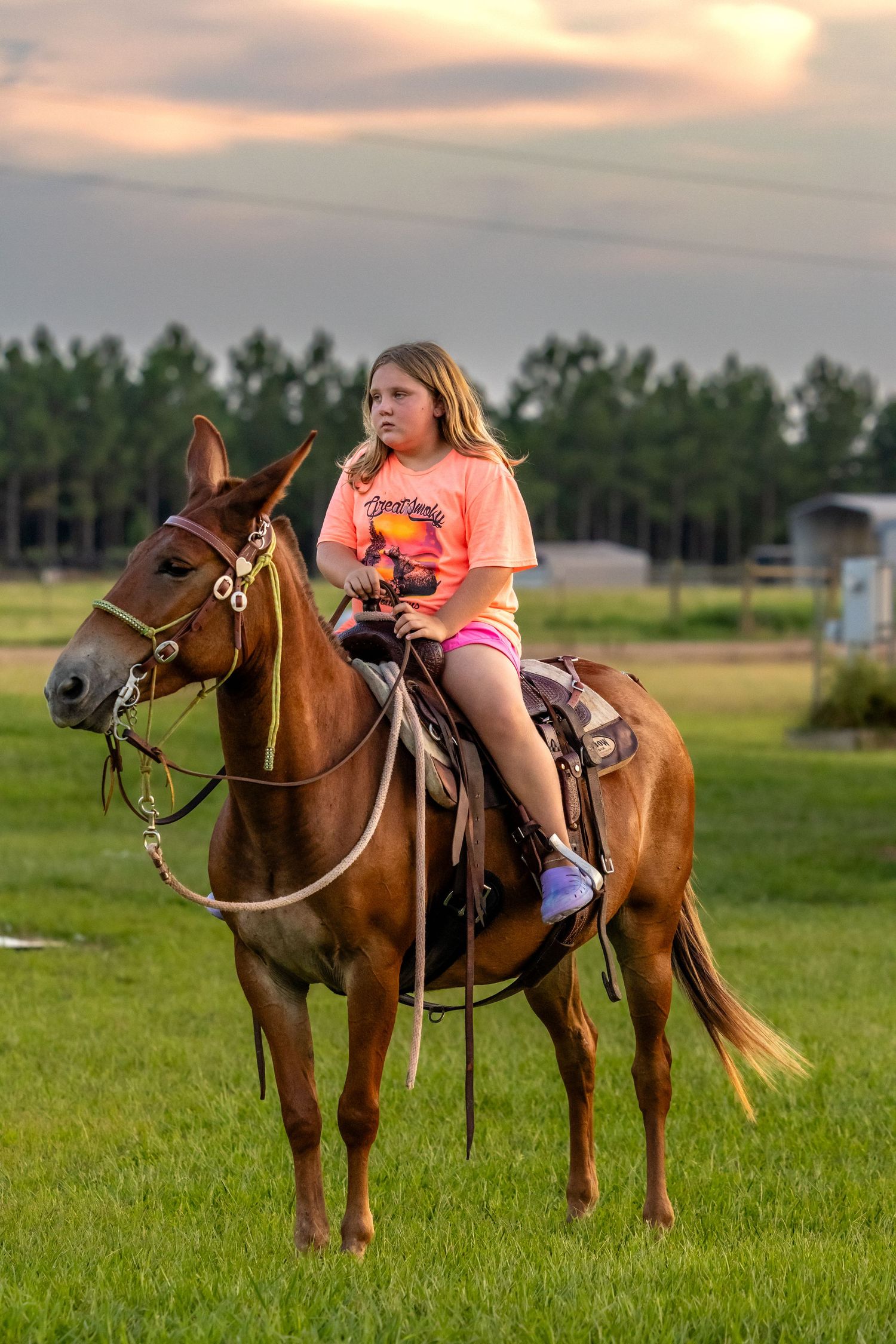 Young rider learning to handle a chestnut horse in a grassy field at sunset.