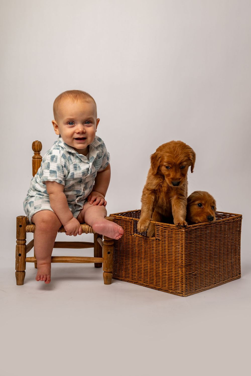 Smiling baby on small wooden chair next to wicker basket with two golden retriever puppies on white background.