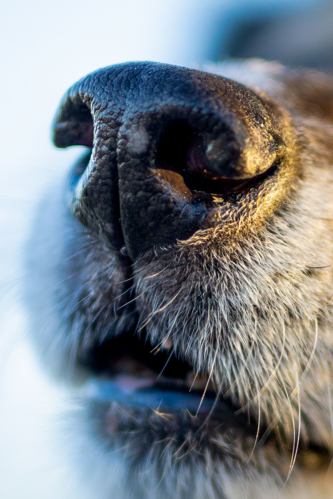 Close-up of a senior dog’s nose during an end-of-life portrait session in a peaceful outdoor setting, captured by Tasha Cannaday photography
