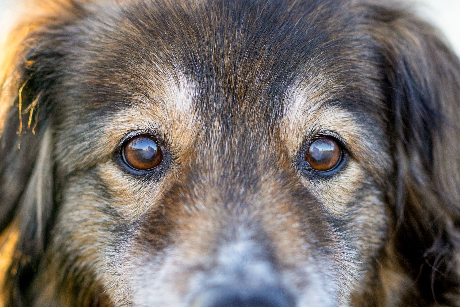 Emotional close-up of a senior dog’s eyes in a heartfelt end-of-life photography session with the owner, Windsor Ontario.