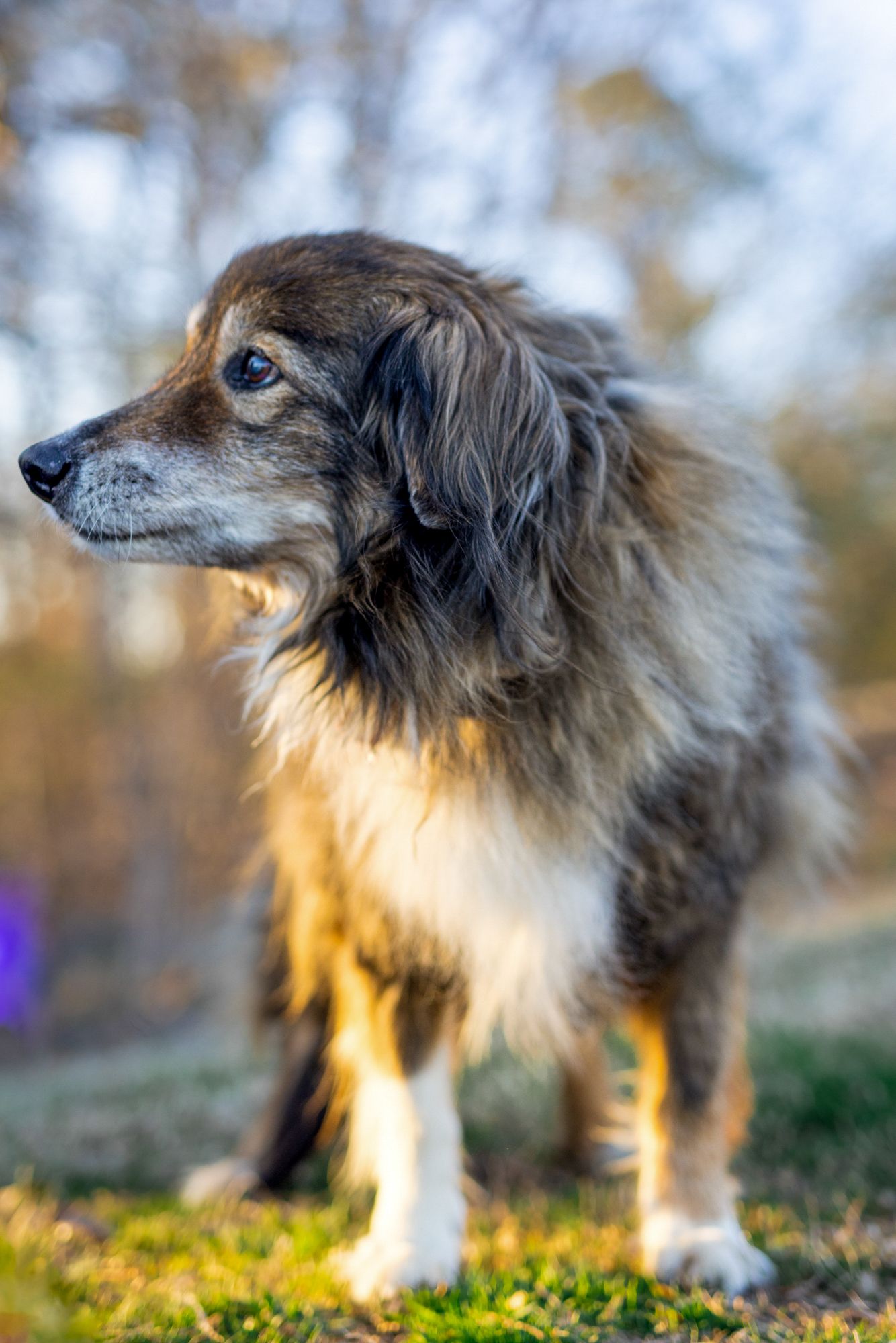 Outdoor end-of-life pet photo session dog in a grassy field at golden hour, capturing their emotional goodbye, Essex-County.