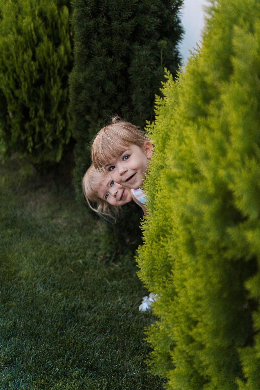A playful peek between bright green cypress bushes in a garden setting in Rouse Hill home family photoshoot