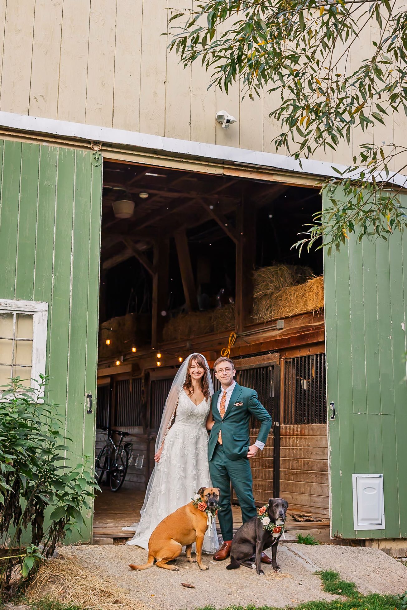 A wedding couple poses with their dogs outside a rustic green barn venue with string lights and natural foliage.