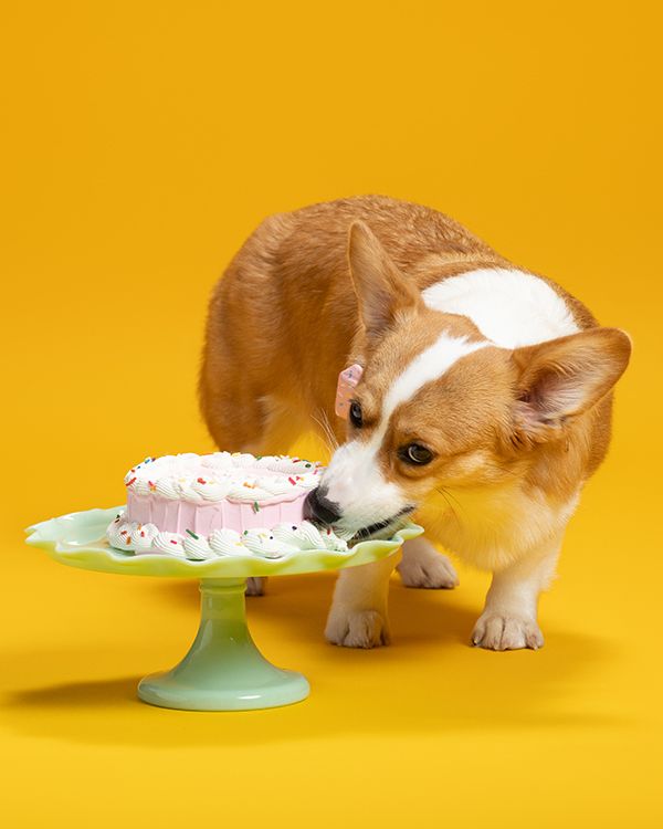 Corgi puppy curiously sniffing and investigating a cupcake on a mint green plate against a bright yellow background.