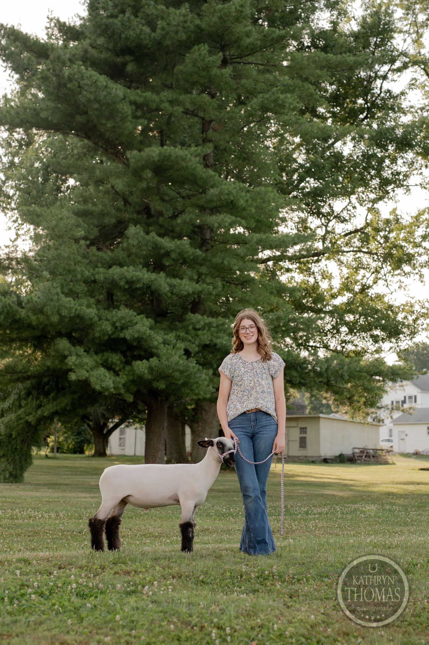A lamb stands calmly next to its handler in a grassy field with a large pine tree in the background.