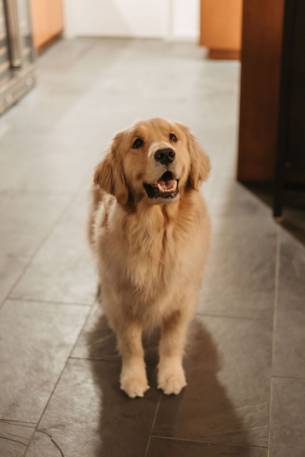 Golden retriever puppy shows progression of happy expressions while standing on tile floor.