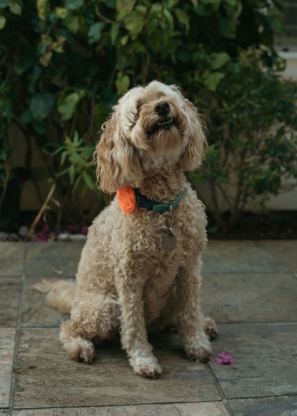 A small cream-colored Shih Tzu dog sits on a stone patio with foliage in the background.
