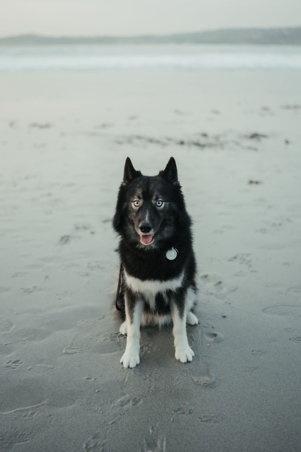 A black and white husky dog sits on a misty beach with gray sand and water in the background.