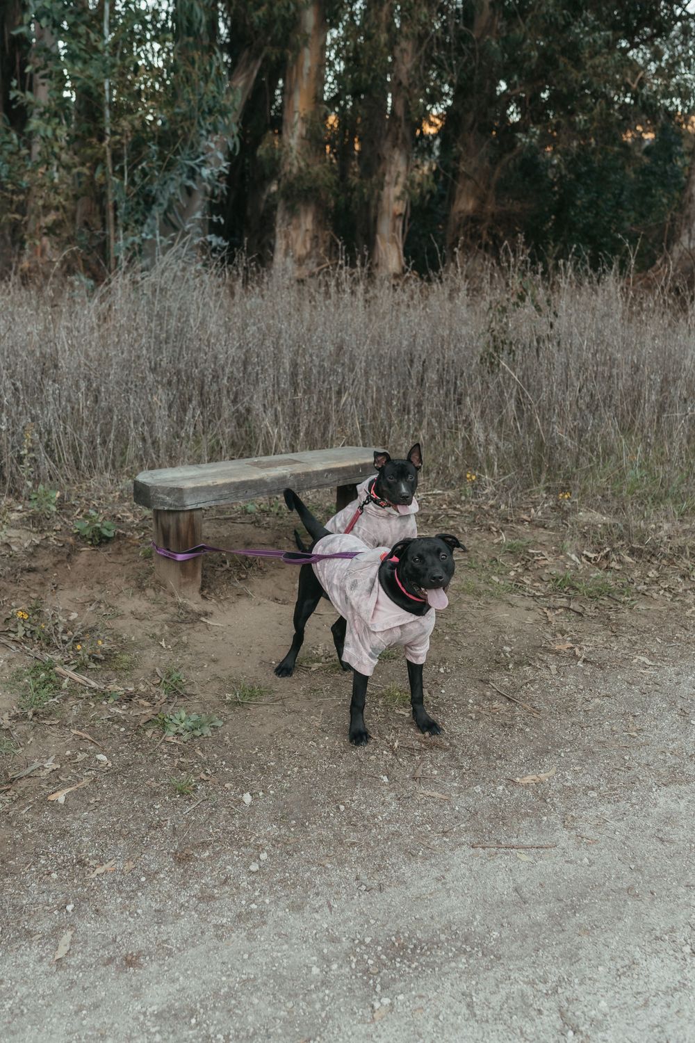 Black dog wearing a pink dress stands on a dirt path near trees and dry grass.