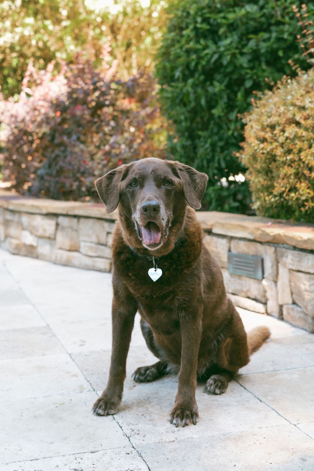 Chocolate Labrador Retriever sitting on stone patio with heart tag collar, surrounded by lush garden greenery.