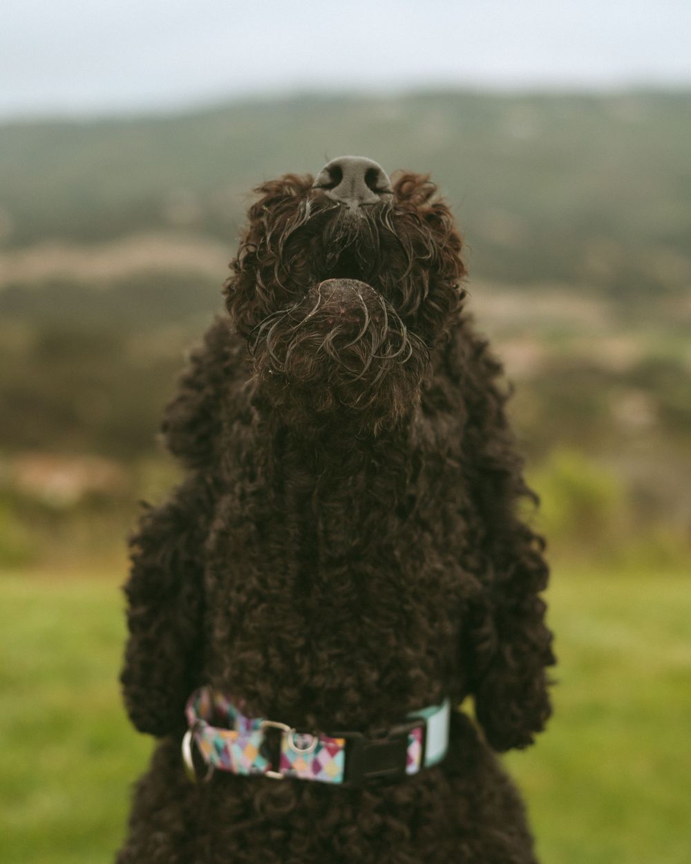 Back view of a curly black poodle wearing a colorful collar, gazing at a misty green landscape.