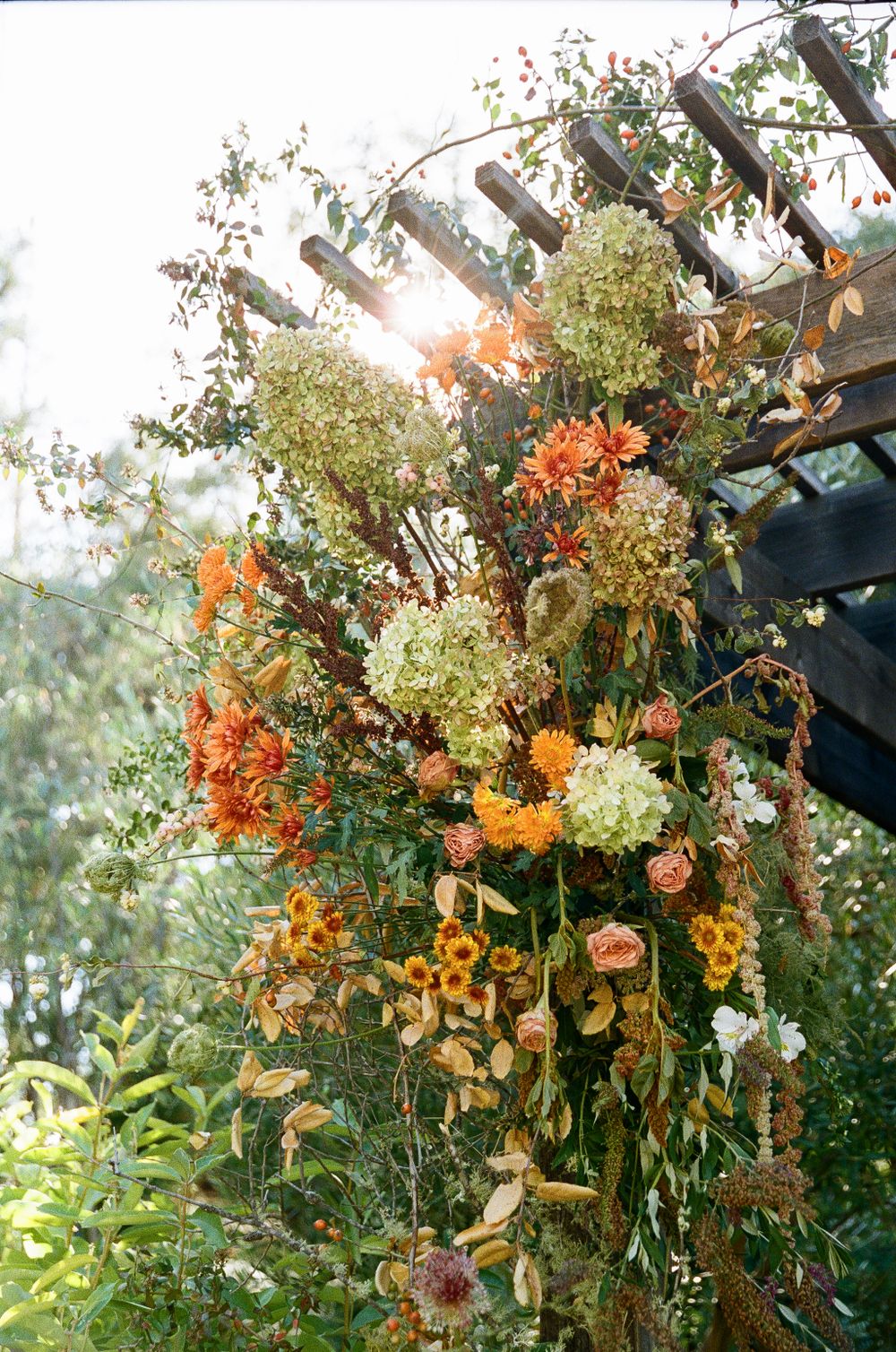 Beautiful floral arrangement with orange and white blooms climbing up a garden pergola in warm sunlight.