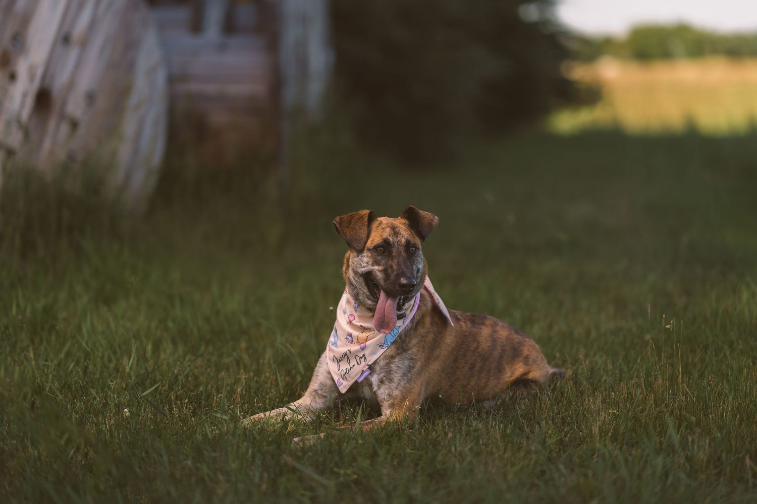 Dog lying in grass during golden hour sunset with natural outdoor lighting.