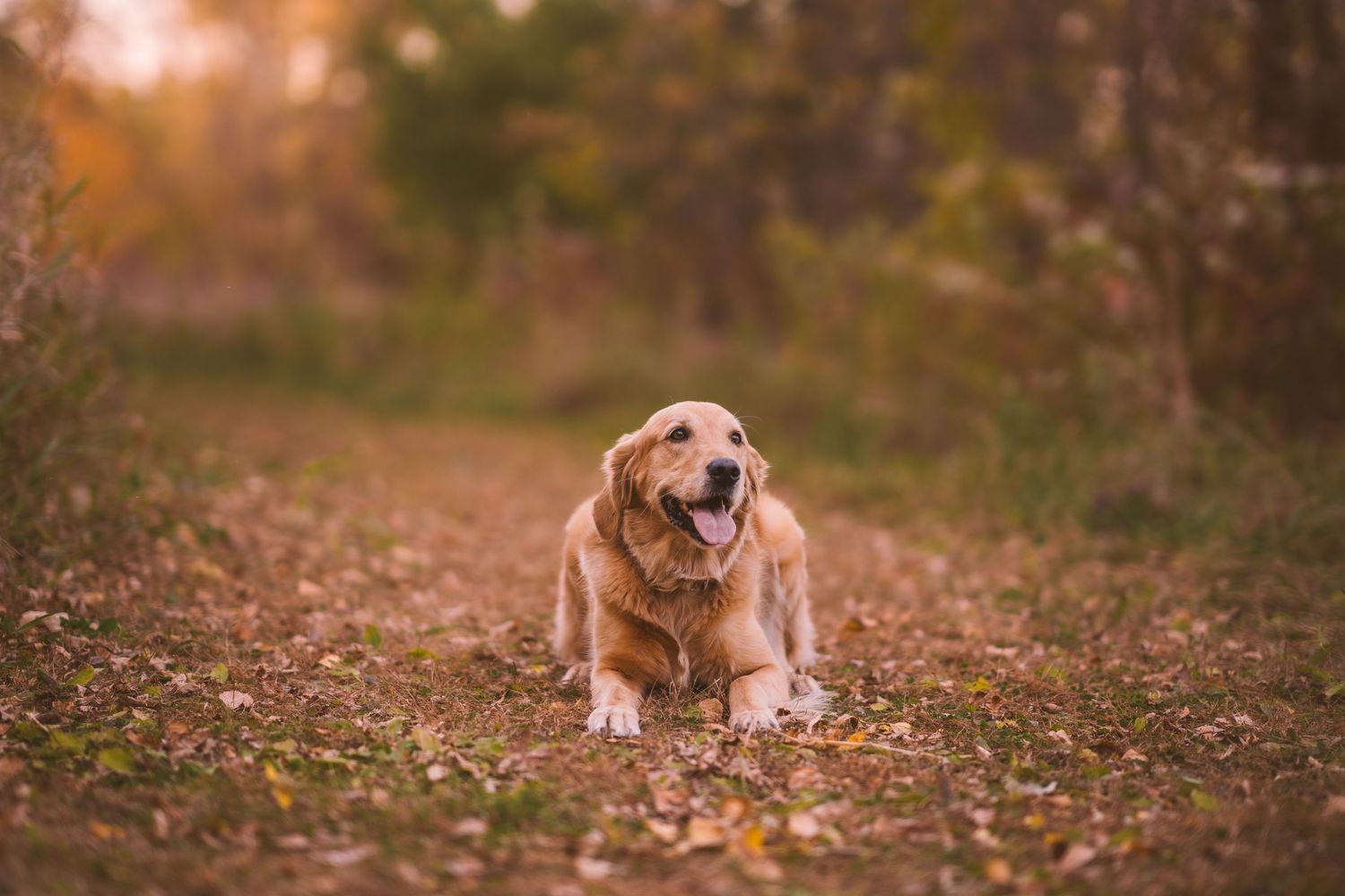 Golden retriever dog sits happily in autumn field with fallen leaves.