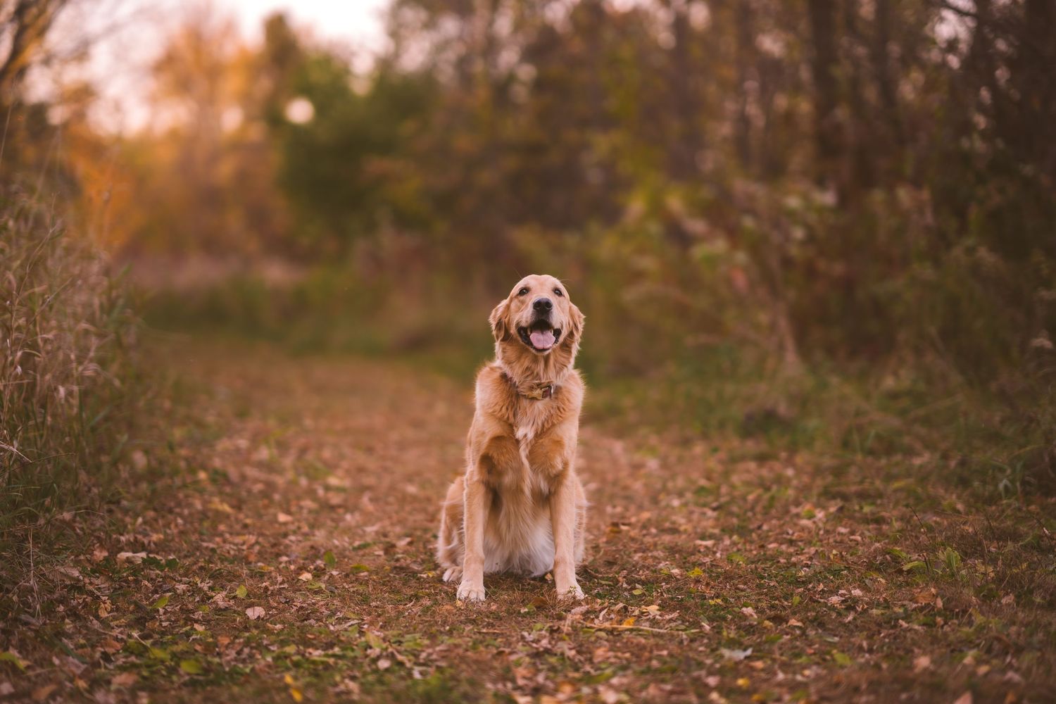 Dog stands alert in natural outdoor setting with fall foliage.