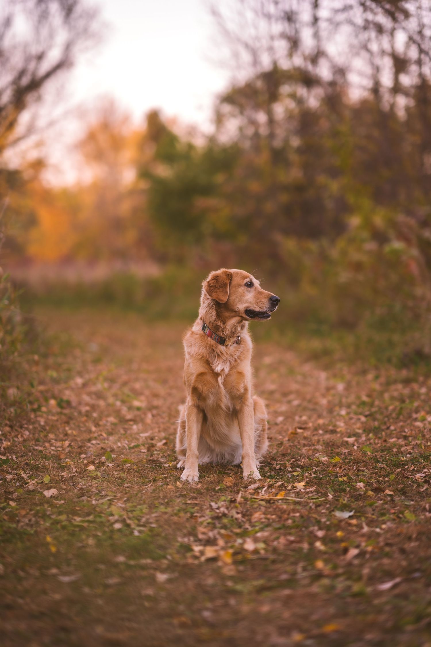 Golden retriever explores autumn landscape with fallen leaves.