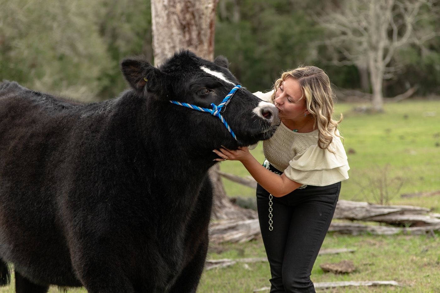 A black cow with a blue halter is being affectionately nuzzled in a green pasture setting.