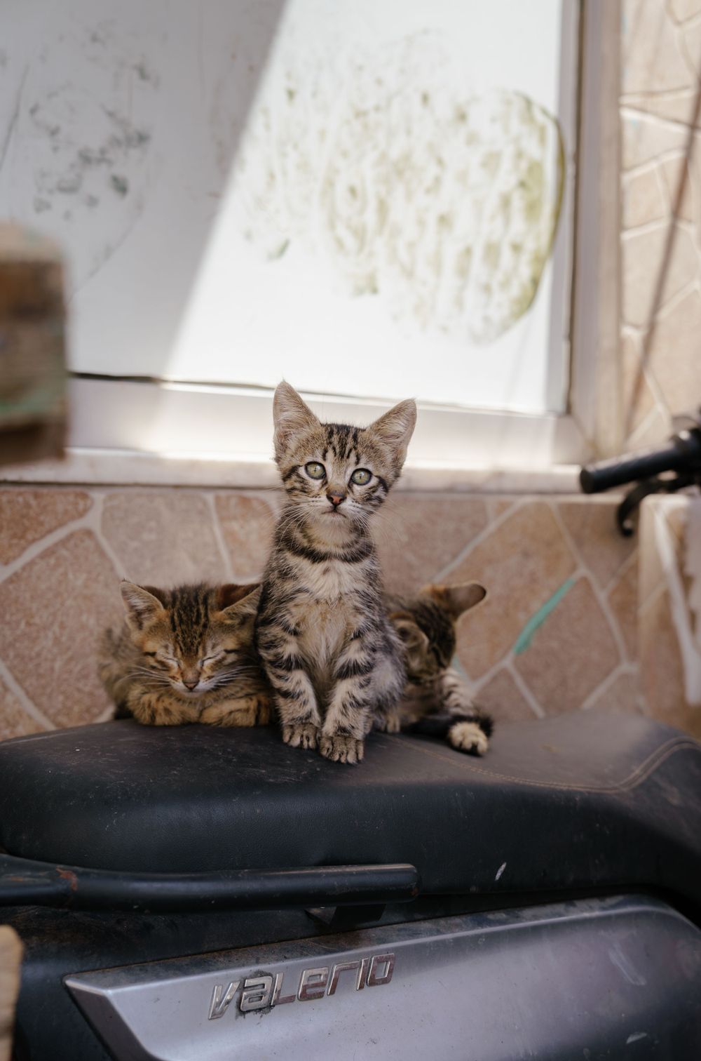 Stray kitten on motorbike in Istanbul, Turkey