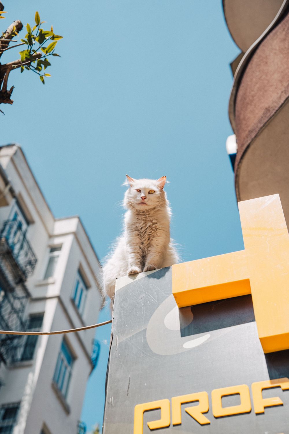 Stray white cat on top of building, Istanbul, Turkey