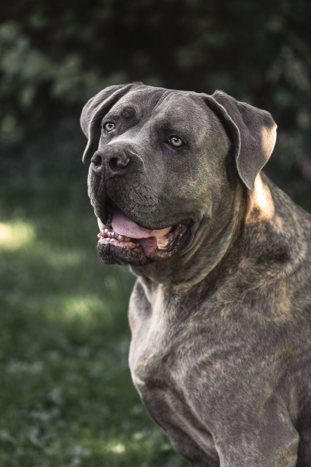 Portrait of a gray Cane Corso dog with brindle markings looking alert with mouth open against blurred green background.