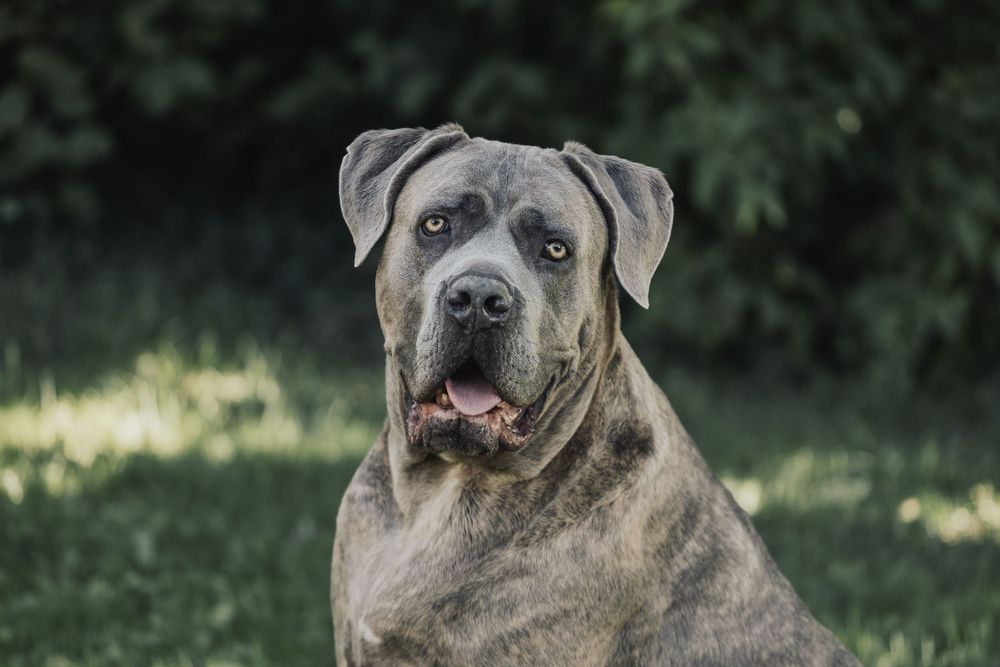 A large gray Cane Corso dog sits attentively in a lush outdoor setting with green foliage in the background.
