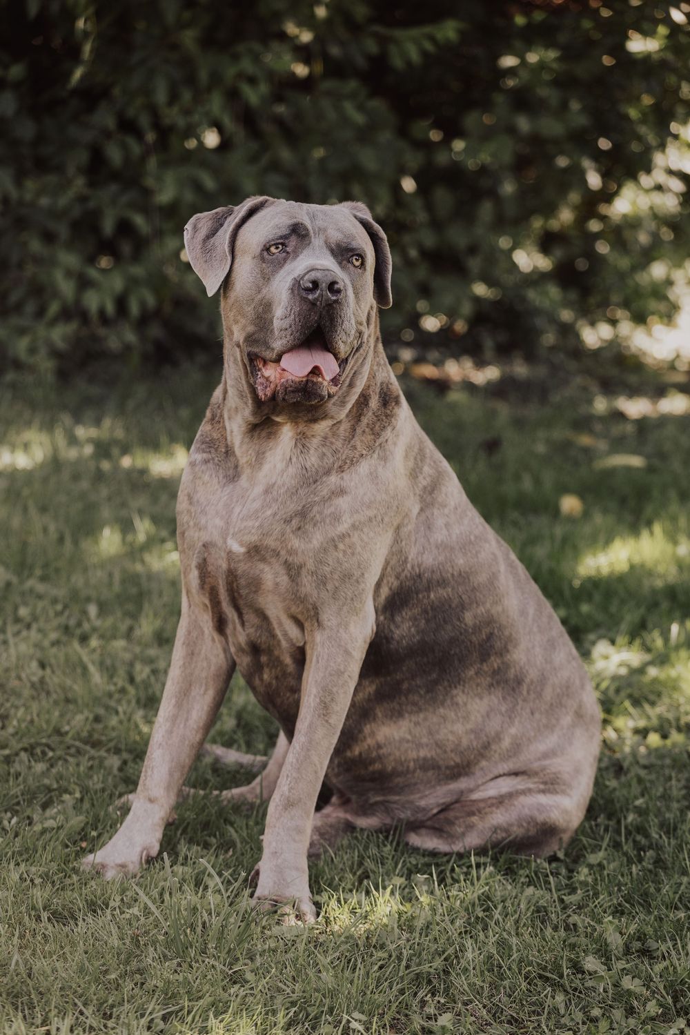 A gray American Bully dog sits on grass in a series of four outdoor portrait photos.
