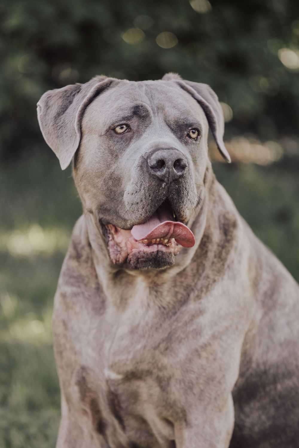 Close-up portrait of a gray Cane Corso dog with a gentle expression and natural bokeh background.