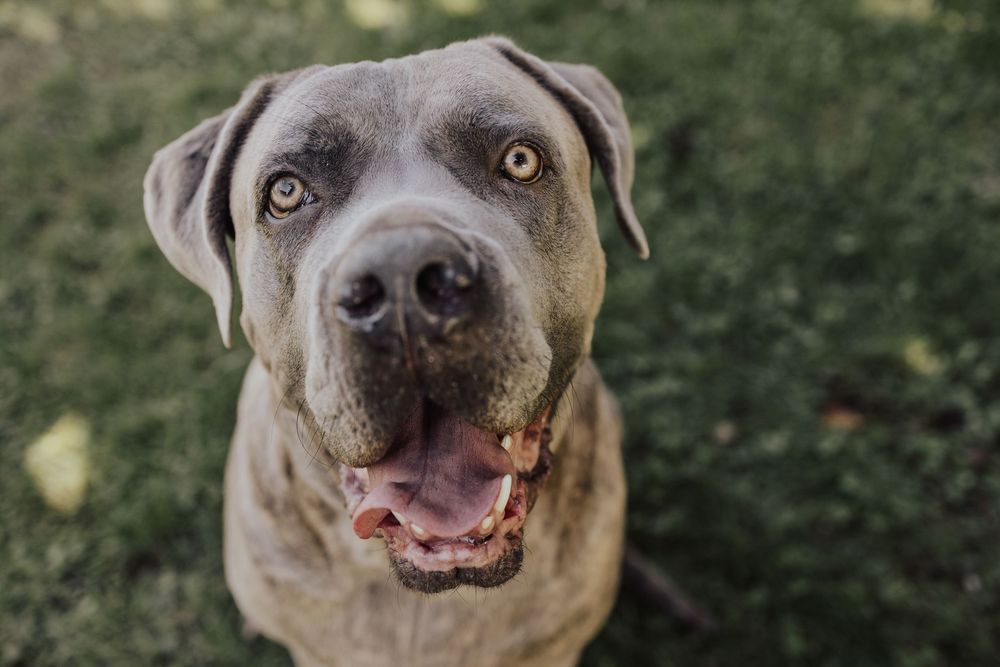 A smiling Weimaraner dog with gray fur and bright eyes looking directly at the camera in an outdoor setting.