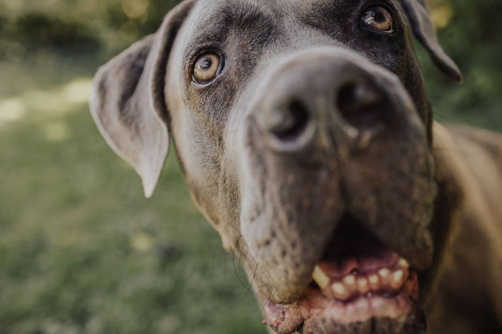 Close-up portrait of a gray Great Dane dog with expressive eyes and a goofy smile looking at camera.