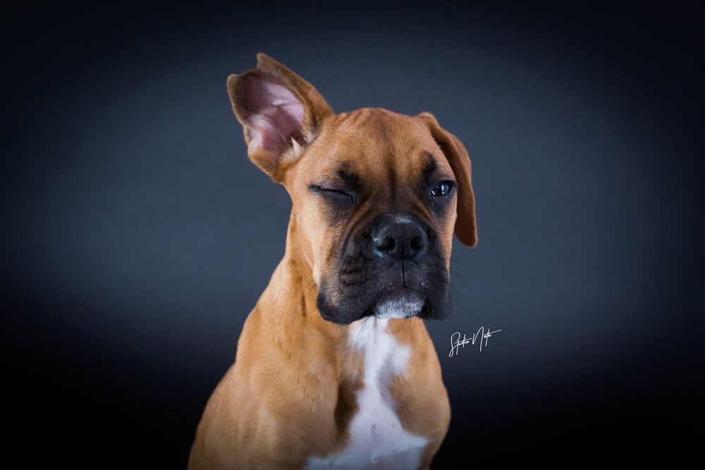 Portrait of a boxer dog with fawn coat looking to the side against dark background.