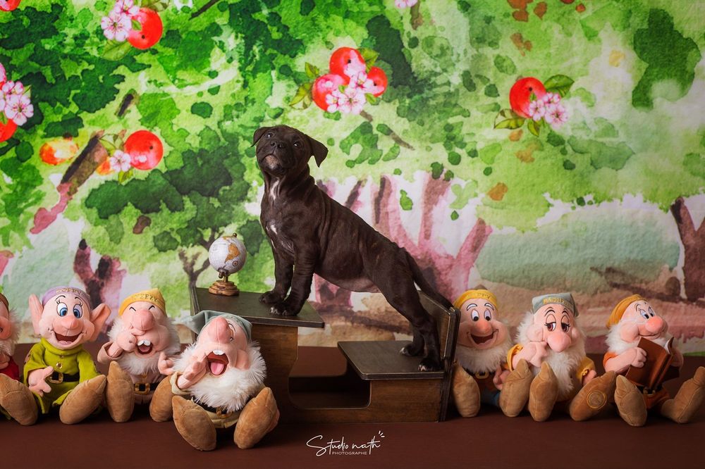 Black puppy sits with stuffed dwarf toys under green and red floral backdrop in artistic photo setup.