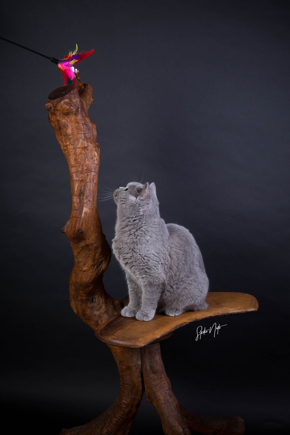A grey British Shorthair cat sits elegantly on a curved wooden sculpture while looking up at a small red bird decoration.