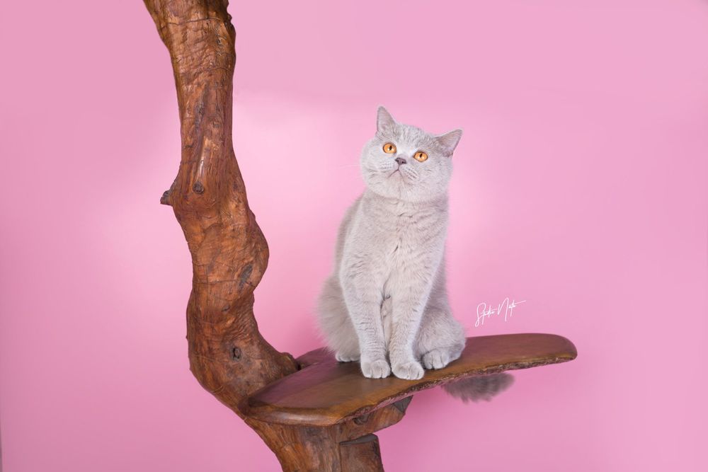 British shorthair cat with silvery white fur sits on a curved wooden branch against pink background.