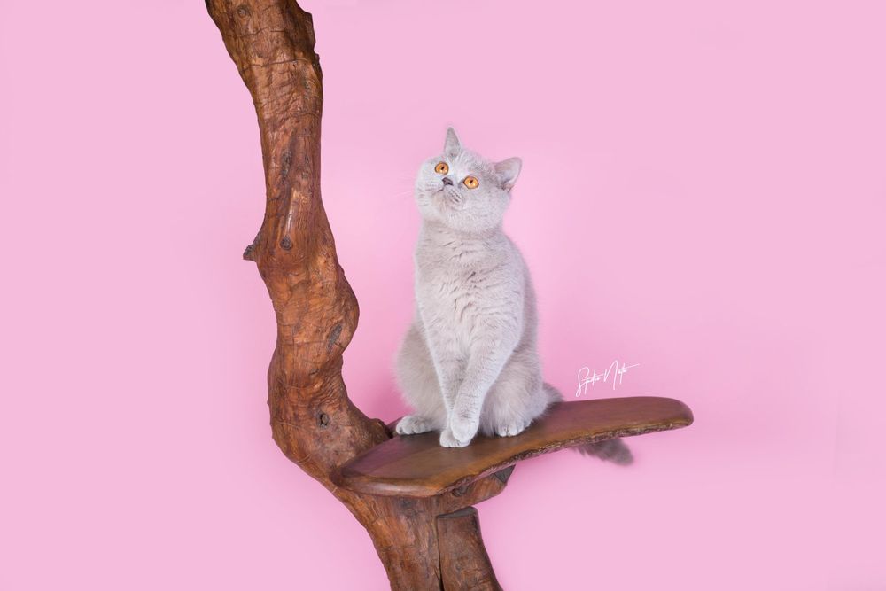 White cat perches gracefully on a natural wooden branch against a pink studio backdrop.