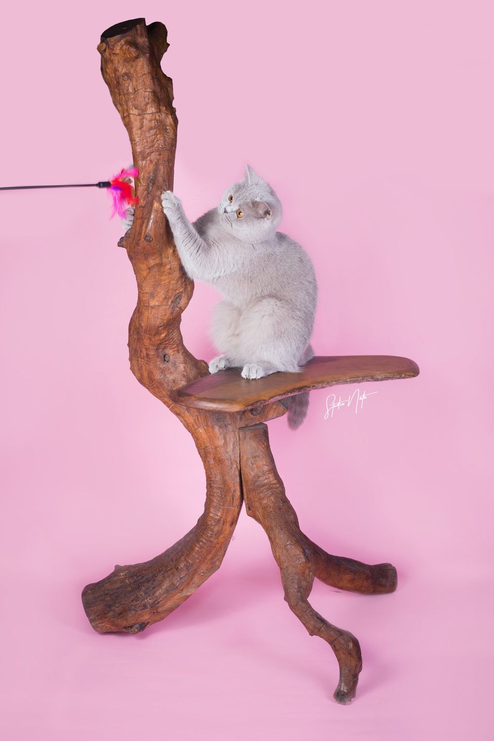 A white British Shorthair cat sits on a wooden cat tree perch against a pink background.