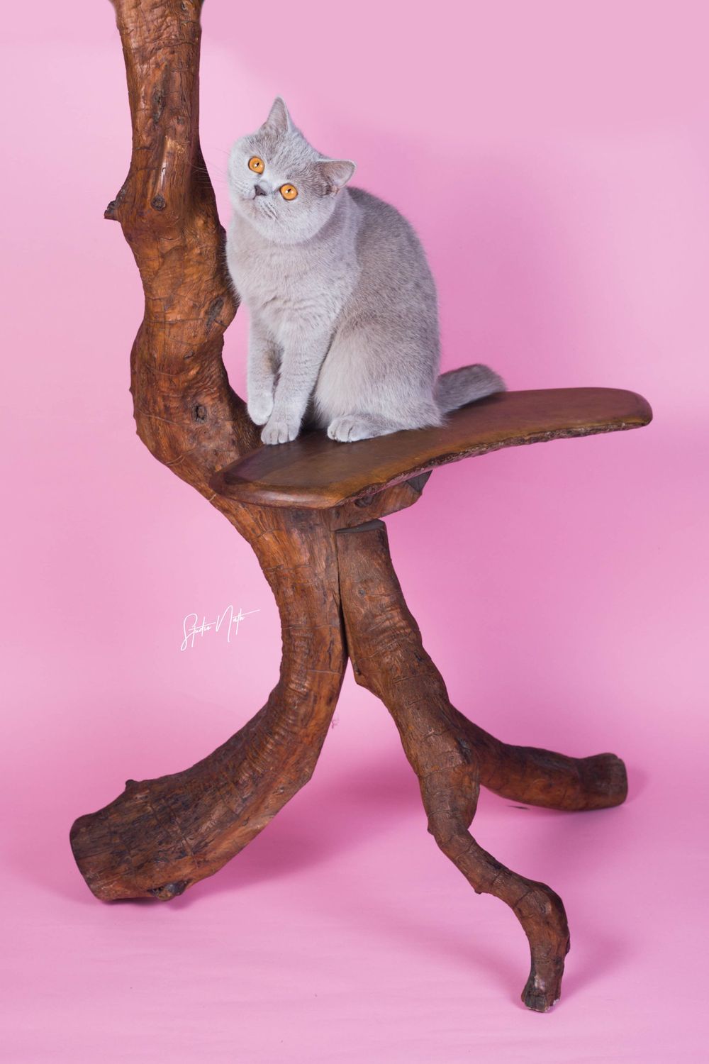 A British Shorthair cat with gray fur sits on a curved wooden perch against a pink background.