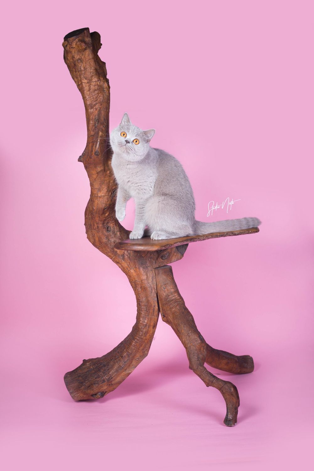 British shorthair cat with rainbow flower crown perched on curved driftwood branch against pink background.