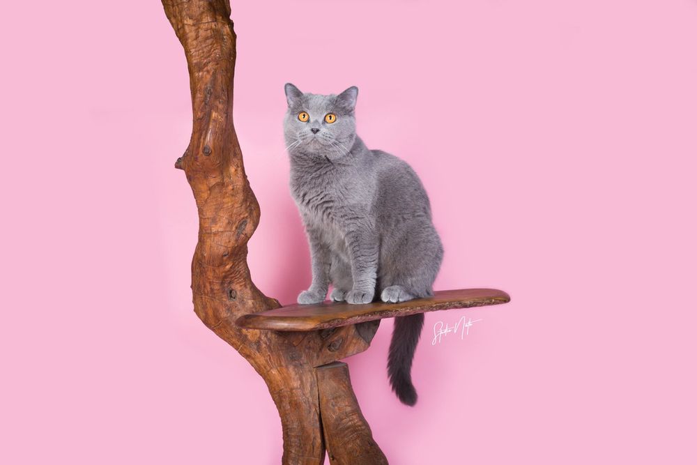 A grey British Shorthair cat sitting on a wooden perch against a pink background.