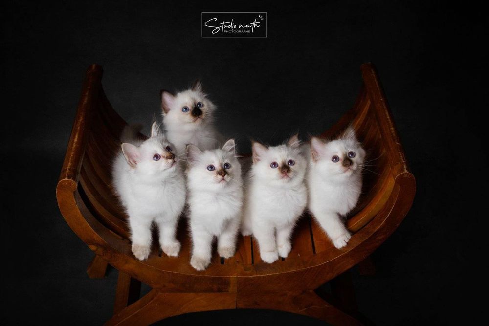 Five adorable white Ragdoll kittens with blue eyes sitting together on a wooden curved bench against a dark background.