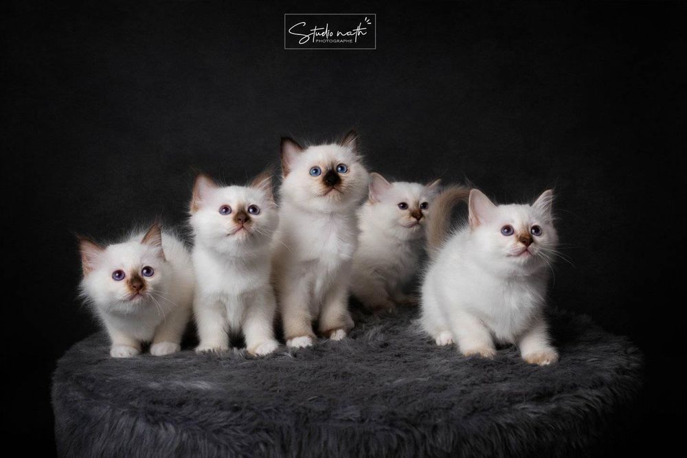 Five fluffy white Birman kittens posing together on dark fabric in a studio portrait setting.