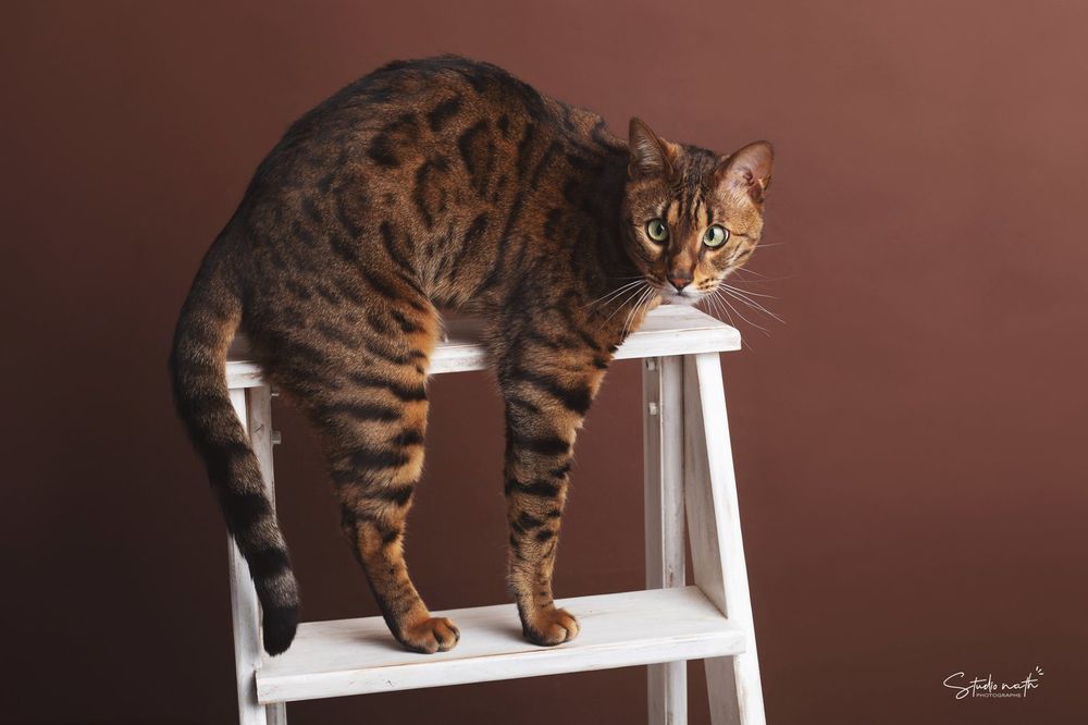 Bengal cat with distinctive striped pattern stands on a white step ladder against a brown background.