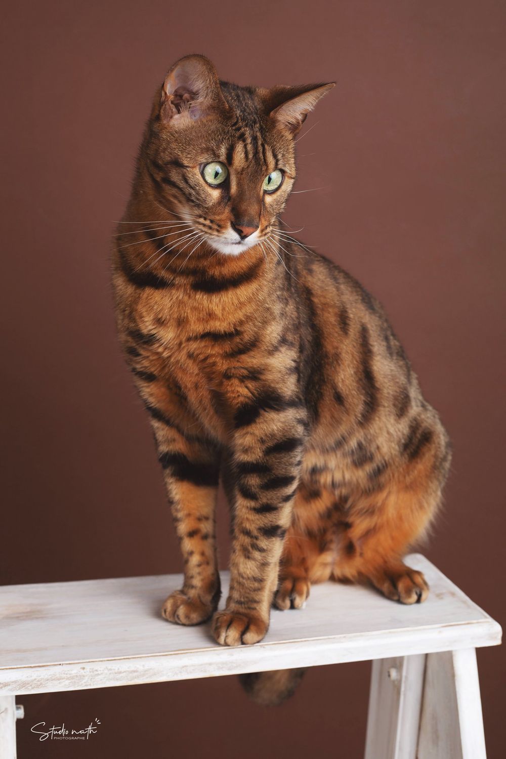 Bengal cat with striking amber eyes and dramatic striped coat sits regally on white table against brown background.