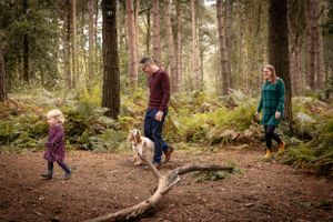 Family and dog walking together on a forest trail surrounded by tall pine trees and ferns.