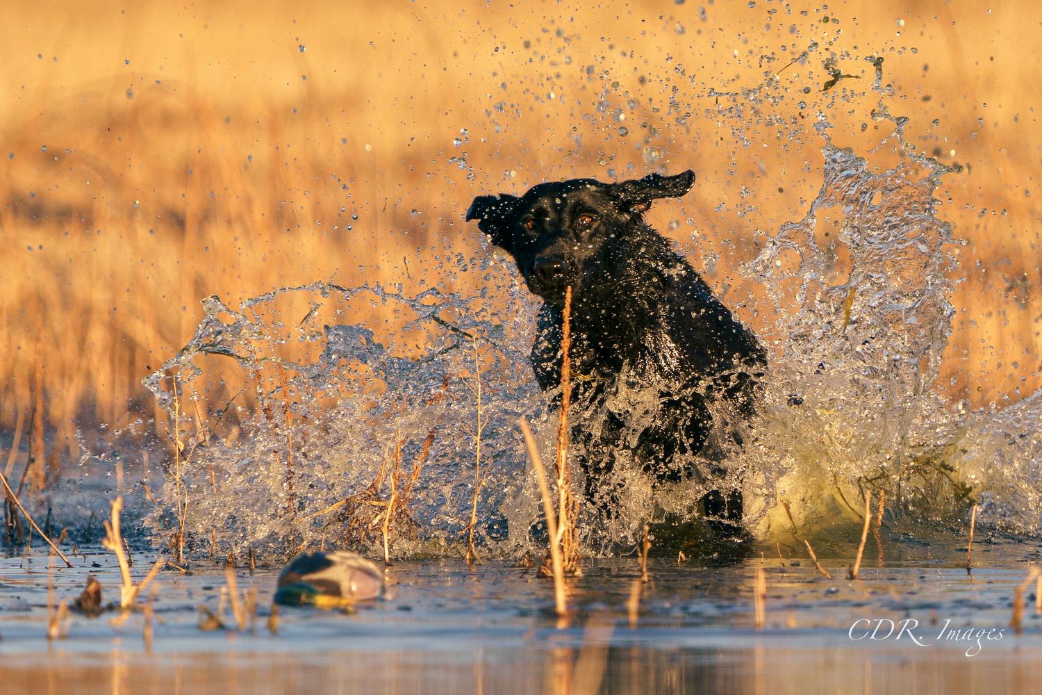 Black dog shaking off water in golden sunlight creating a dramatic spray pattern.