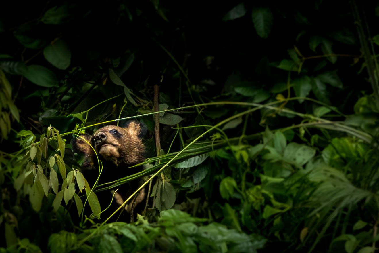 A young Asiatic Black Bear hidden among dense foliage in tropical rainforest.