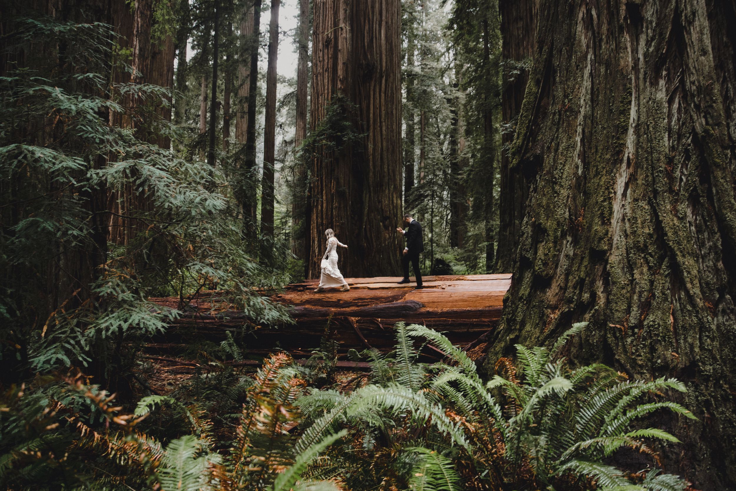 A wooden boardwalk winds through towering redwood trees and lush ferns in a misty forest.