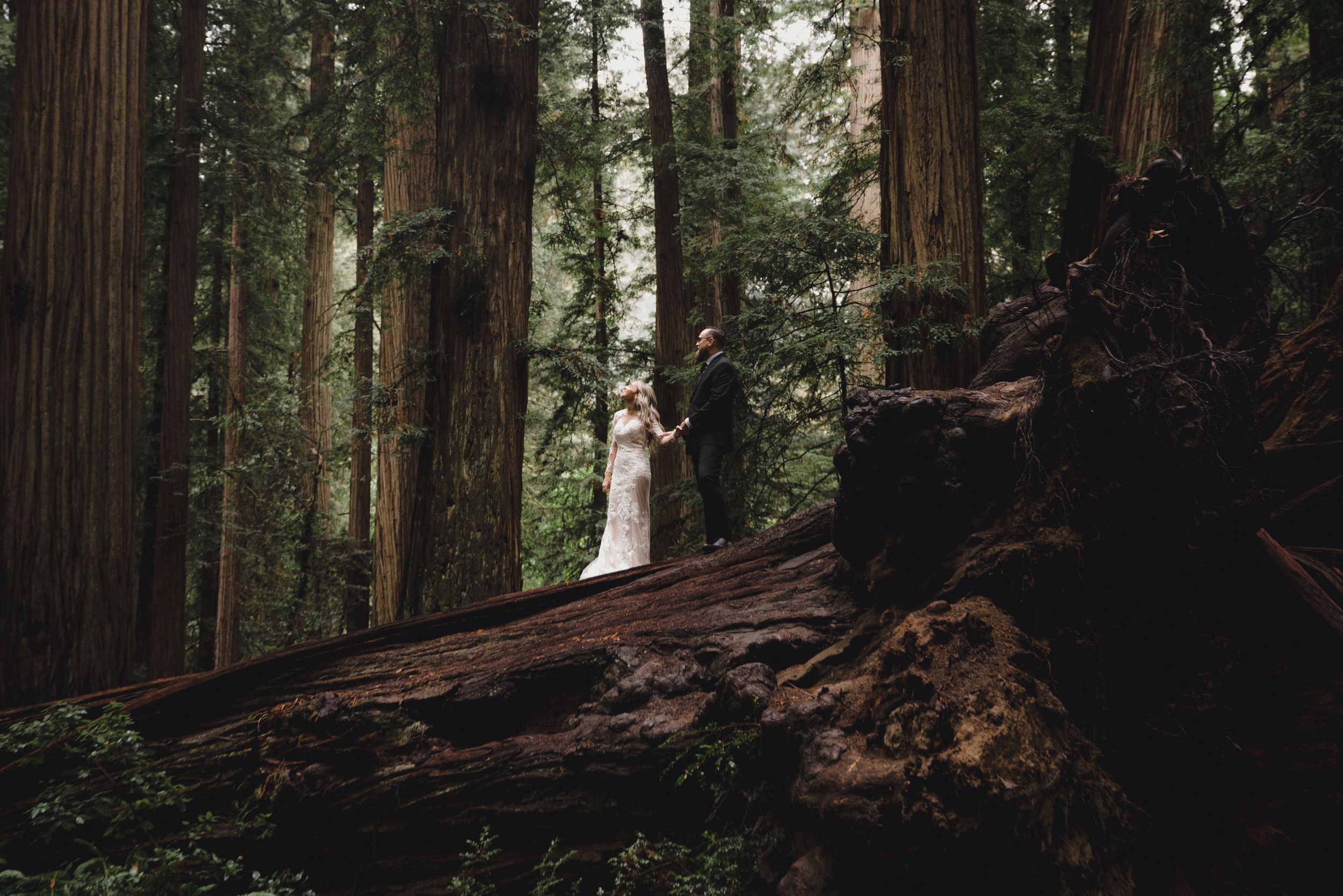 A path winds through towering redwood trees in a misty forest setting.